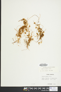 Cuscuta gronovii image