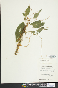 Cuscuta gronovii image