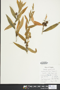 Cuscuta gronovii image