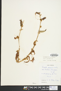 Cuscuta gronovii image