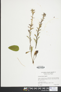 Cuscuta pentagona image