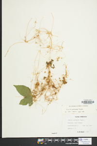 Cuscuta pentagona image