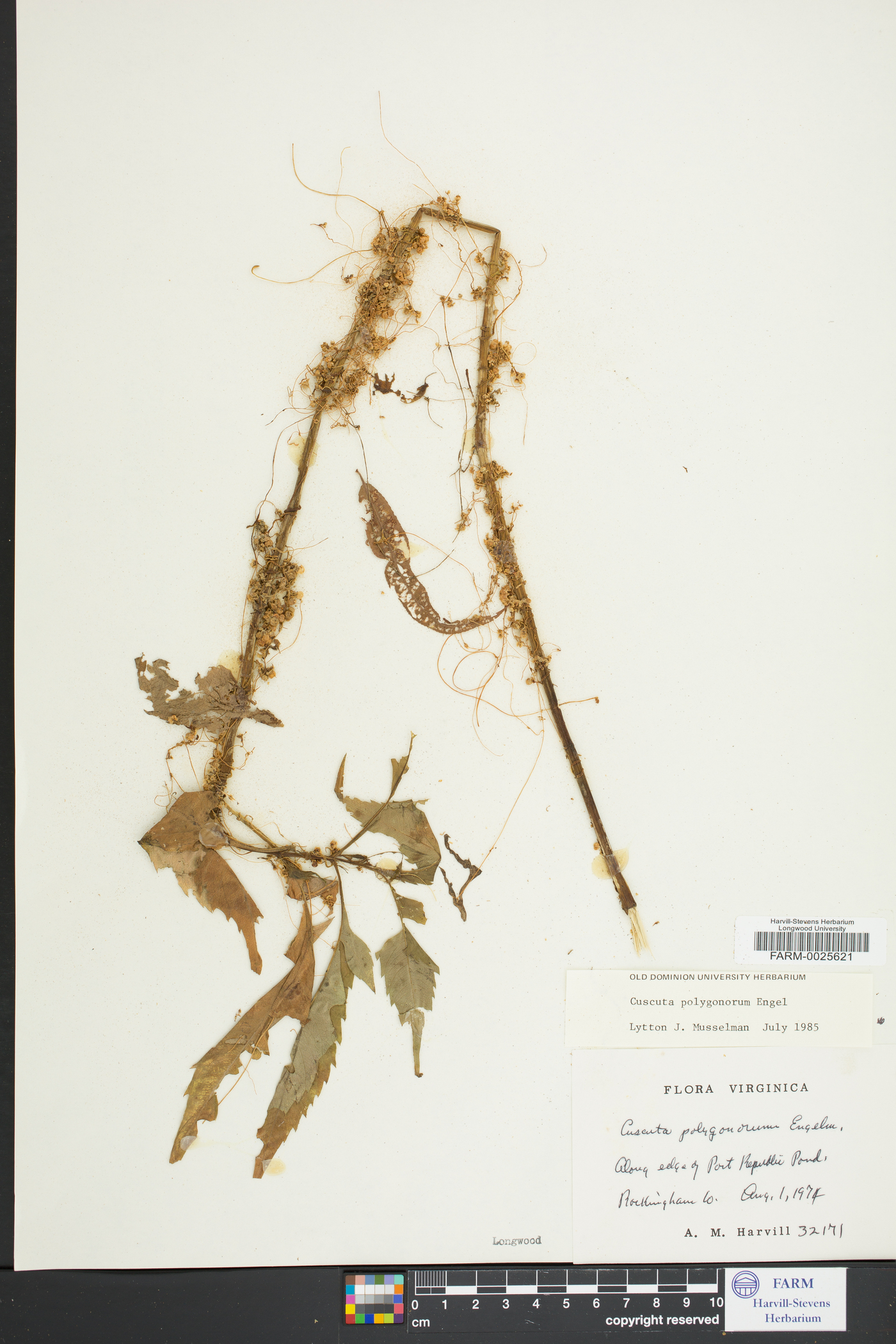 Cuscuta polygonorum image