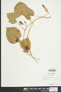 Ipomoea purpurea image