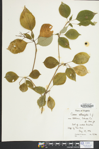 Cornus alternifolia image