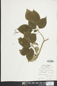 Cornus alternifolia image