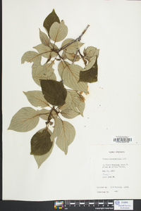 Cornus alternifolia image