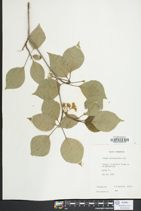 Cornus alternifolia image