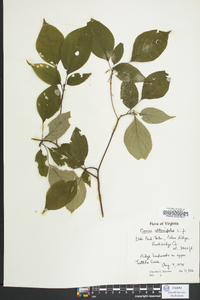 Cornus alternifolia image