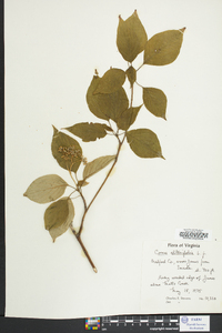 Cornus alternifolia image