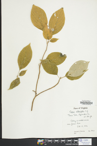 Cornus alternifolia image