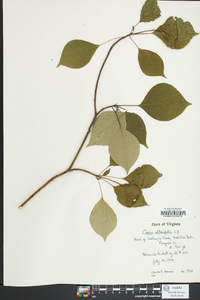 Cornus alternifolia image