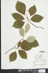 Cornus alternifolia image