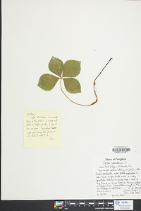 Cornus canadensis image