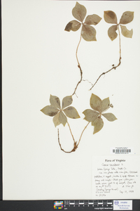 Cornus canadensis image