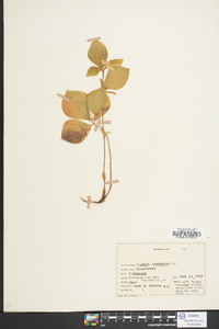 Cornus canadensis image