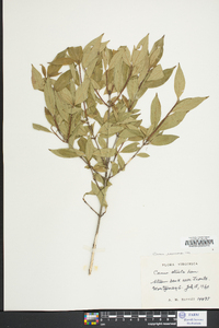 Cornus racemosa image