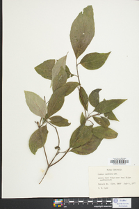 Cornus racemosa image