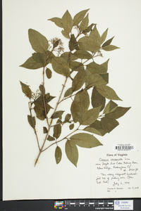 Cornus racemosa image