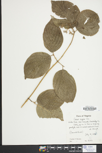 Cornus rugosa image