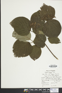 Cornus rugosa image