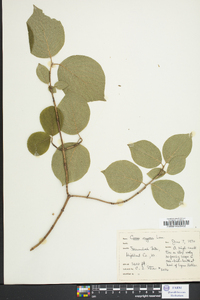 Cornus rugosa image