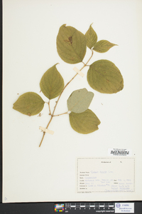 Cornus rugosa image