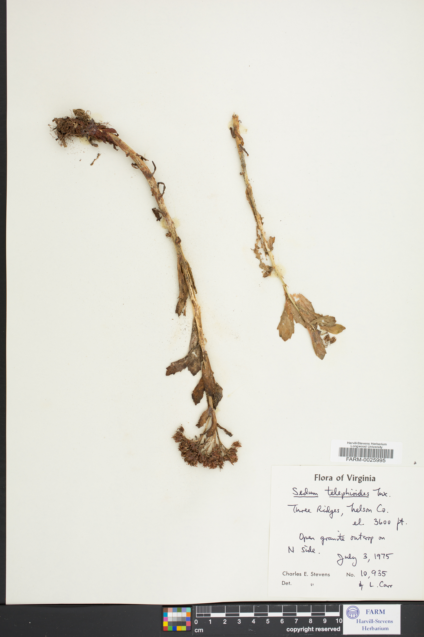 Sedum telephioides image