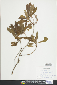 Cyrilla racemiflora image