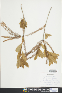 Cyrilla racemiflora image