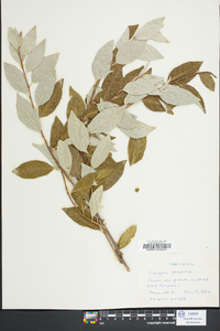 Elaeagnus pungens image