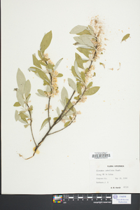 Elaeagnus pungens image