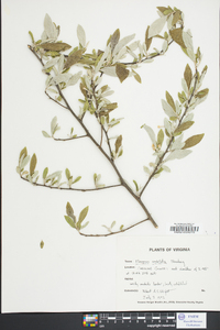 Elaeagnus pungens image