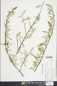 Elaeagnus pungens image