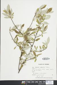 Elaeagnus pungens image