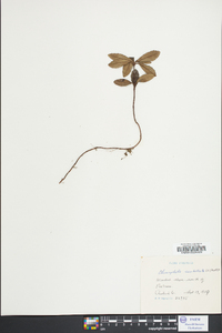 Chimaphila umbellata image