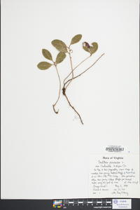 Gaultheria procumbens image