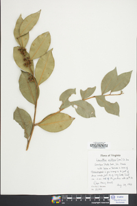 Leucothoe axillaris image