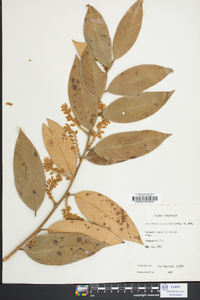 Leucothoe axillaris image