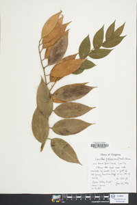 Leucothoe fontanesiana image
