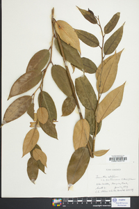 Leucothoe fontanesiana image