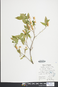 Leucothoe racemosa image