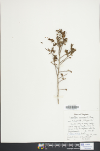 Leucothoe racemosa image