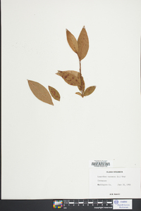 Leucothoe racemosa image