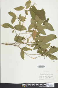 Leucothoe racemosa image