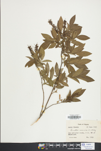 Leucothoe racemosa image