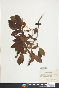Leucothoe racemosa image