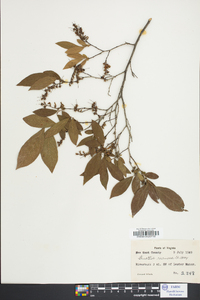 Leucothoe racemosa image