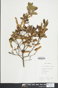 Leucothoe racemosa image