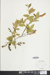 Leucothoe racemosa image